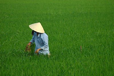 Tending the Rice