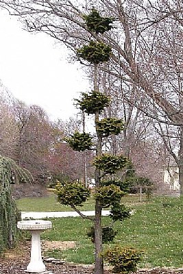 Unusual tree