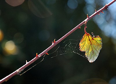 Leaf with web