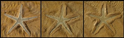 Sea Star Triptych