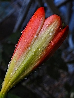 Amaryllis