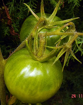 Green Tomatoes 2