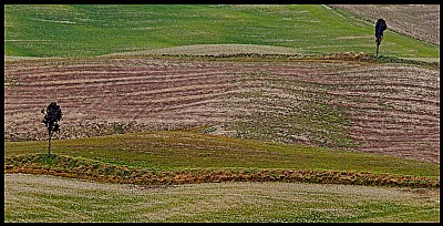 paesaggio Toscano #43