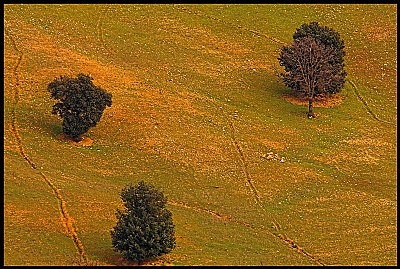 paesaggio Toscano #44