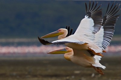 Flying pelicans