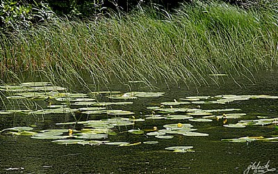 Pond Blooms