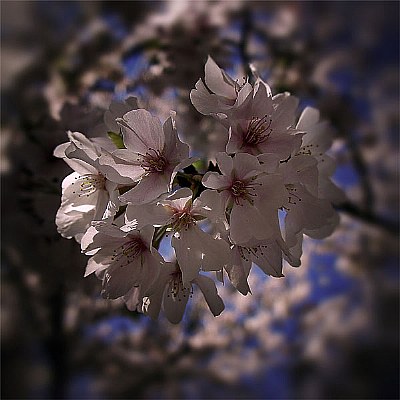 CherryBlossom