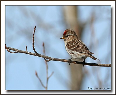 Common Redpoll