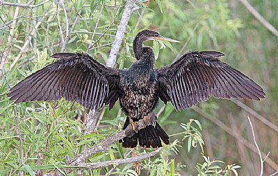 Why do Anhingas spread their wings?