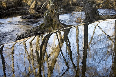 Reflection