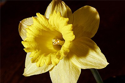 detailed daff