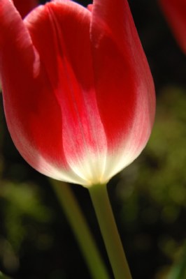 Tulip XXI