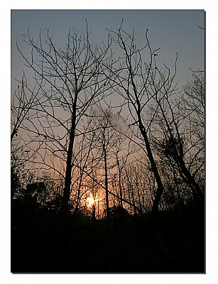 sunset at jungle