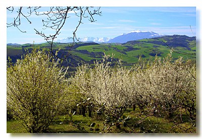 Italian spring 3