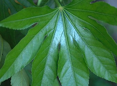 The eighth leaf