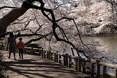 sakura