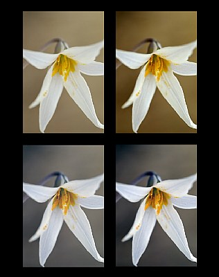 Trout Lily Variations