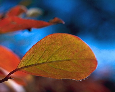 Orange Leaf