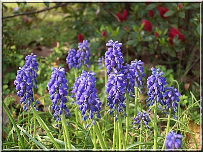 Blue Bells