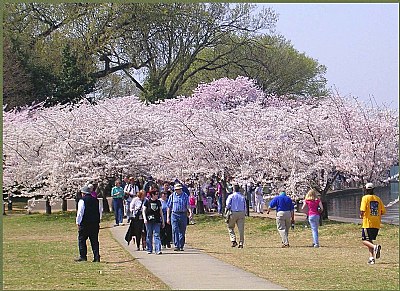 Cherry blossoms 3