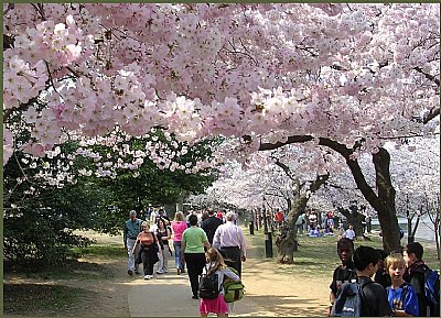 Cherry blossoms 1