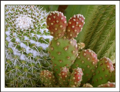 Prickly Patterns