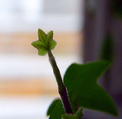 sprouting ivy