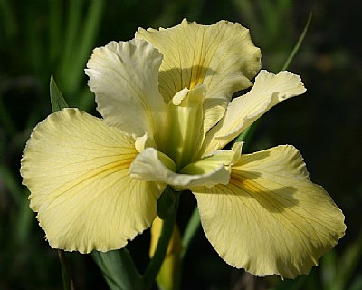 "My Yellow Iris"