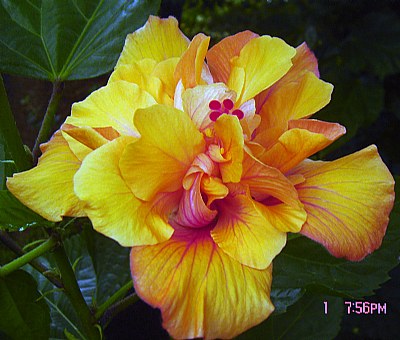 Doble Hibiscus