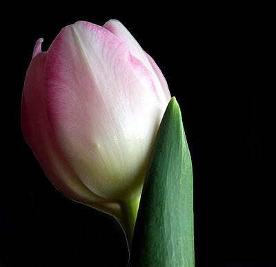 Tulip # 3