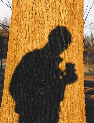 Oak Shadow
