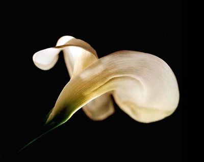 Calla Lily 1