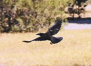 Corvus brachyrhynchos