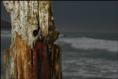 Groynes- Calling to the sea