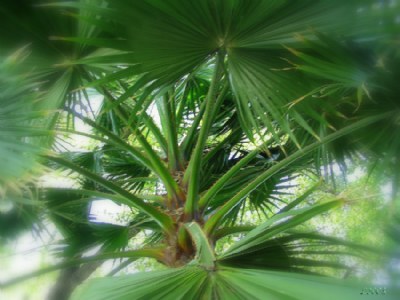 Palm