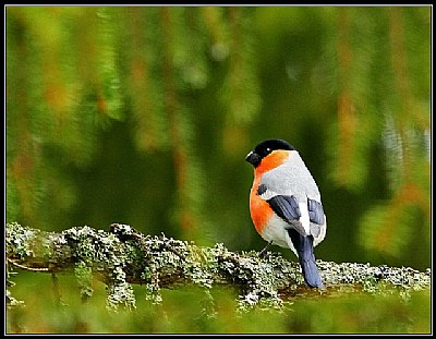 Bullfinch (pyrrhula pyrrhula)