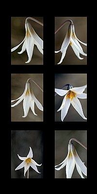 Trout Lily 6