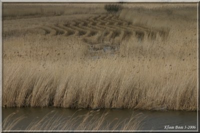 Waves in the Reed
