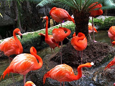 flamingo