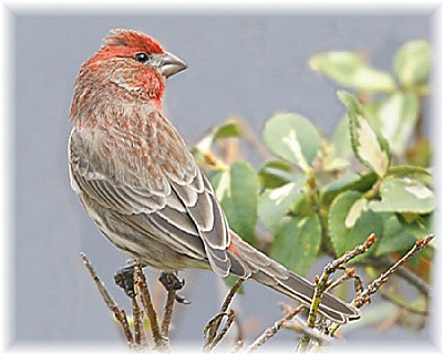  Finch