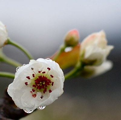 pear blossom