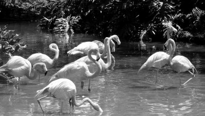 B&W Flamingos