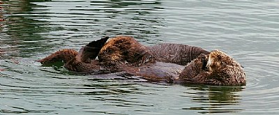 Mama Feeds Baby