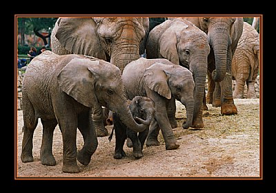 Elephant-family