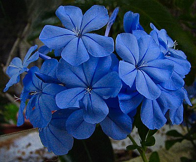 Plumbago - 2006