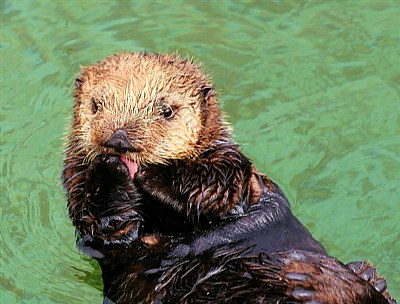 Sea Otter Baby