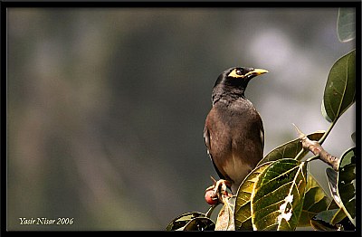 Amazed Bird