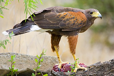 Young Harris Hawk Feeding on Kidney