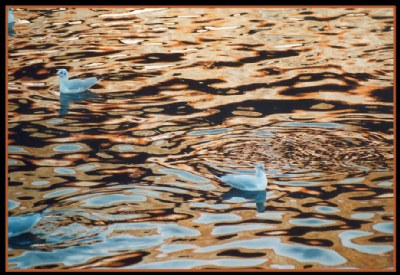 Seagulls