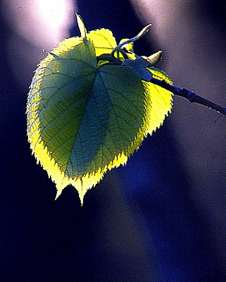Leafheart